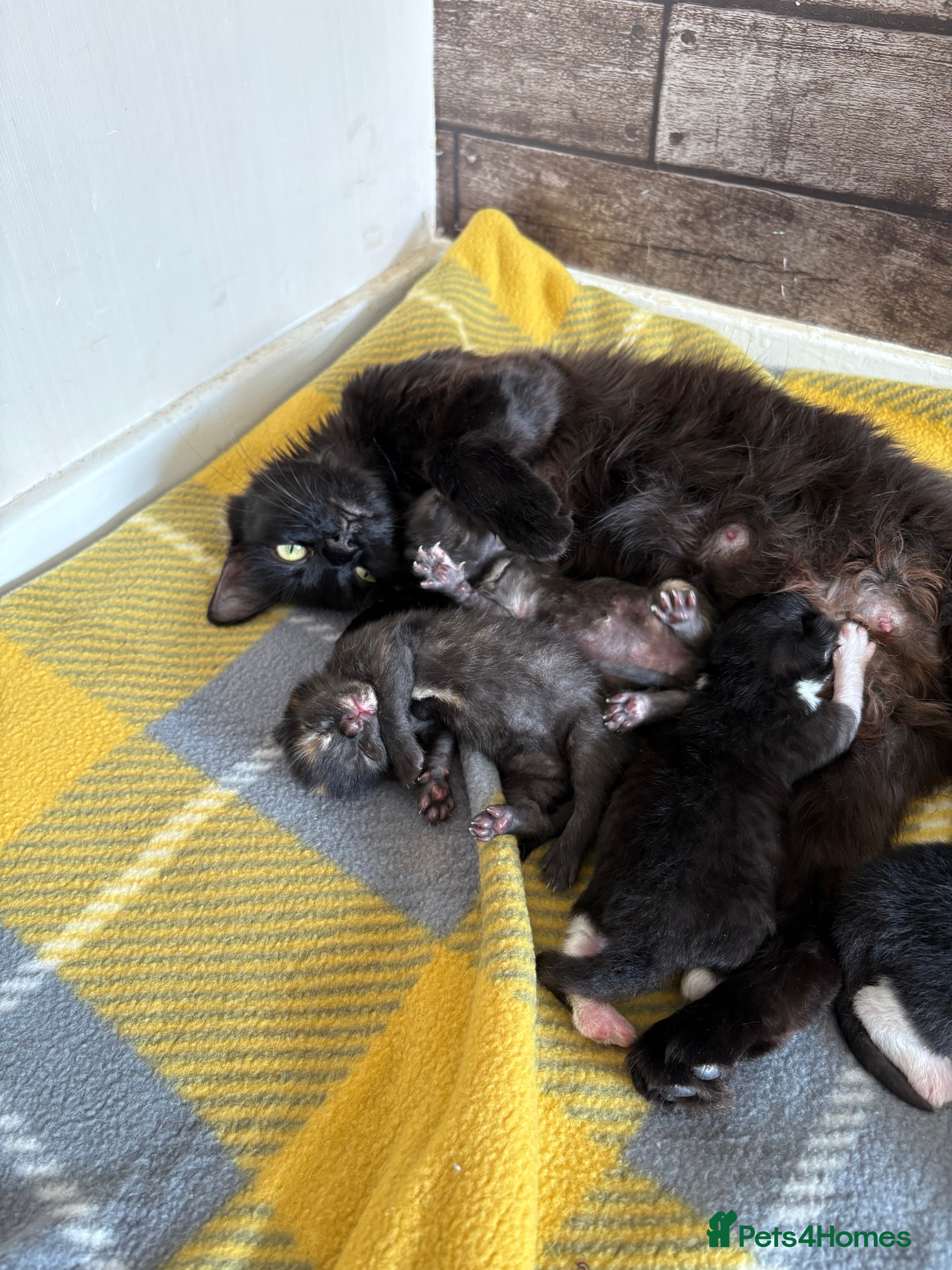 Domestic Shorthair cats 21 month old female - Advert 16