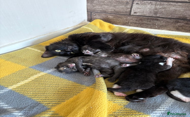 Domestic Shorthair cats 21 month old female - Advert 1