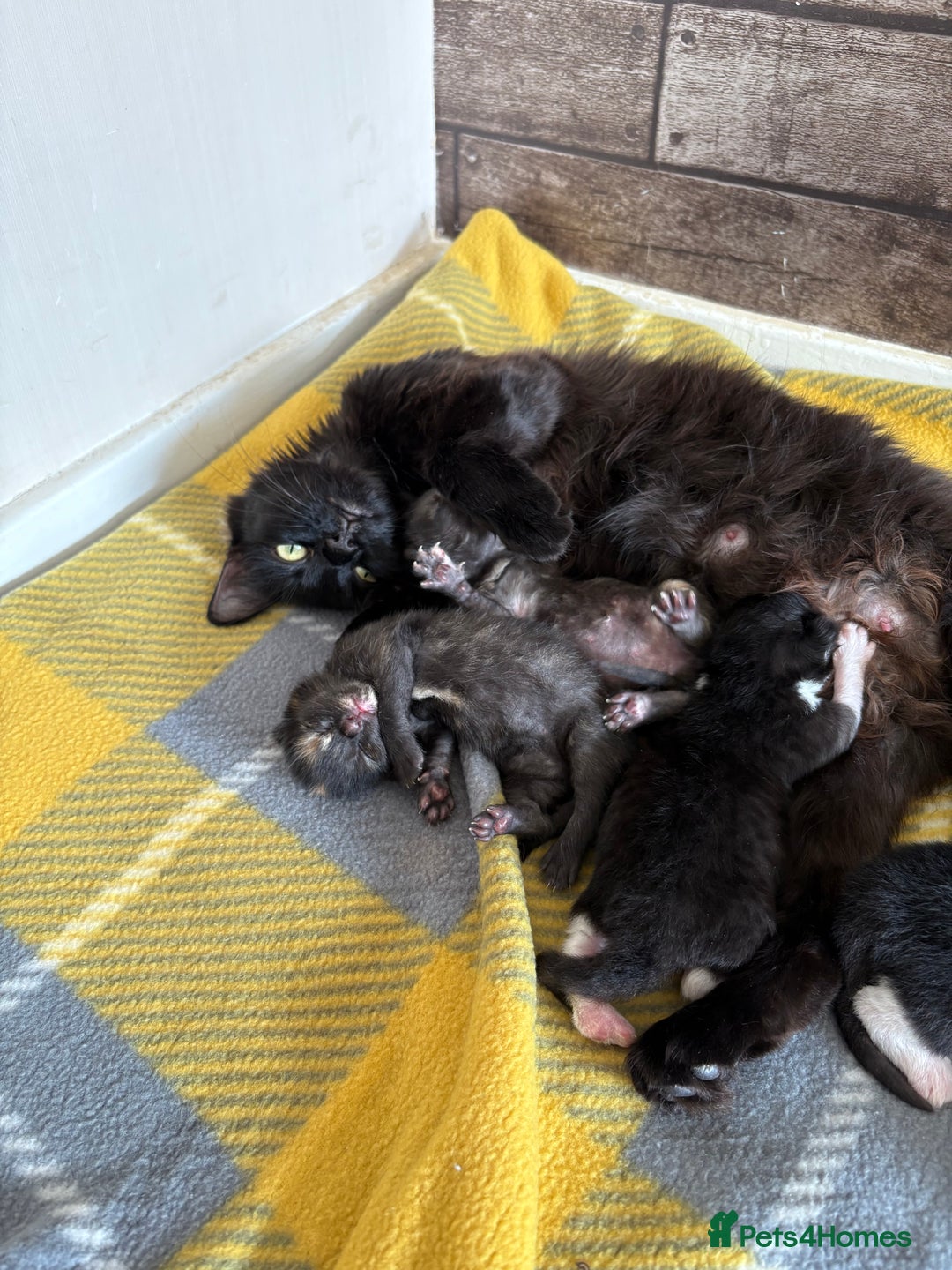 Domestic Shorthair cats for sale: 21 month old female - Advert 1