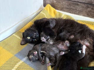 Domestic Shorthair cats 21 month old female - Advert 5