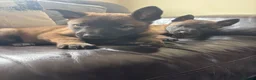 Belgian Shepherd Dog dogs for sale: True to type Belgian Malinois Pups  - Advert 9