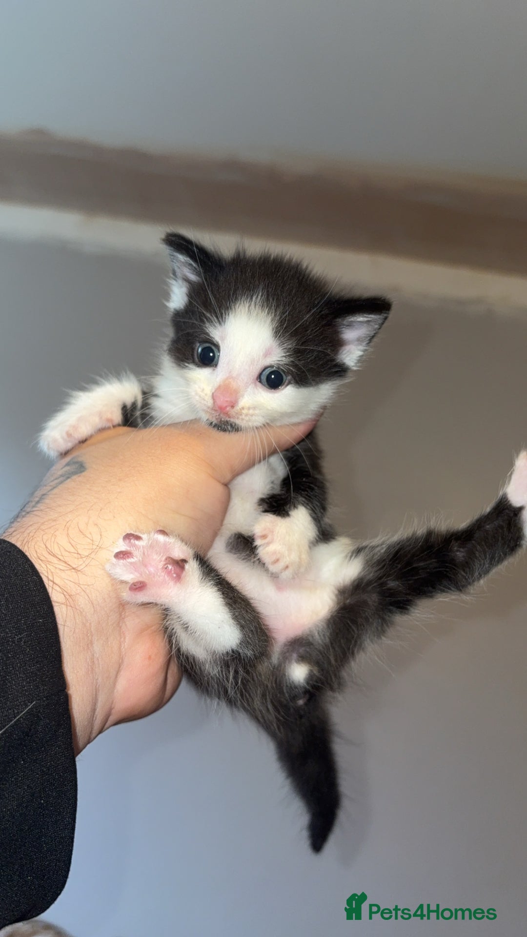 Mixed Breed cats for sale: Kittens for sale  - Image 4