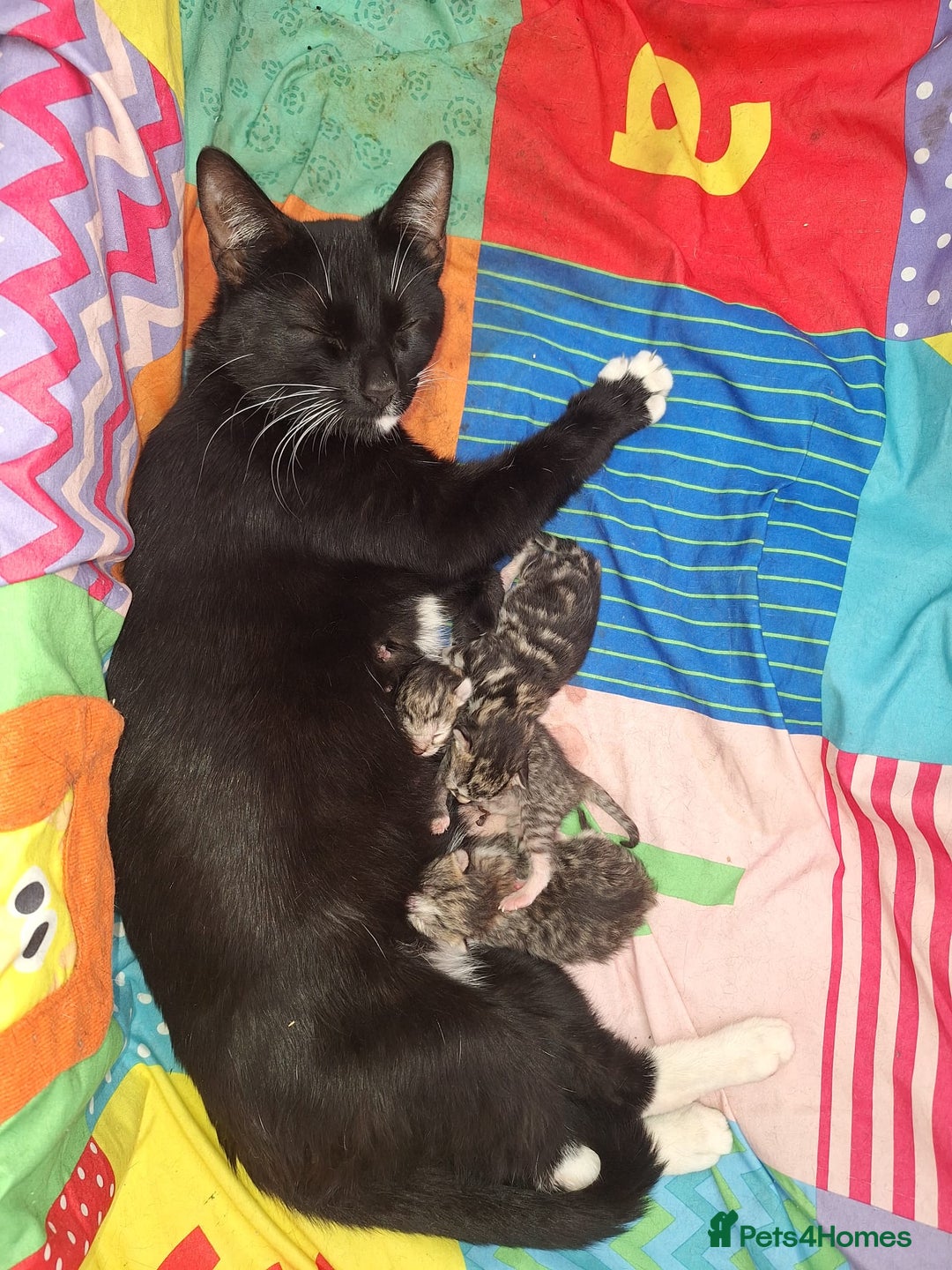 Mixed Breed cats for sale: Kittens for sale  - Image 4