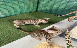 Bengal cats for sale: Health Tested TICA 🩷Bengal female kittens  - Image 17