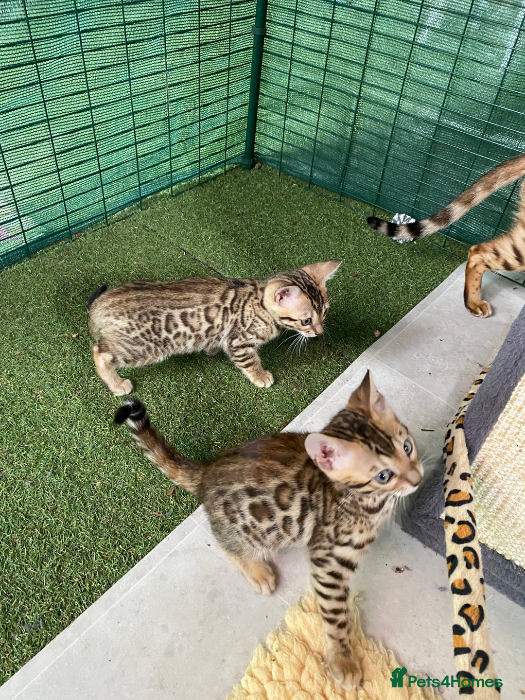Bengal cats for sale: Health Tested TICA 🩷Bengal female kittens  - Image 17
