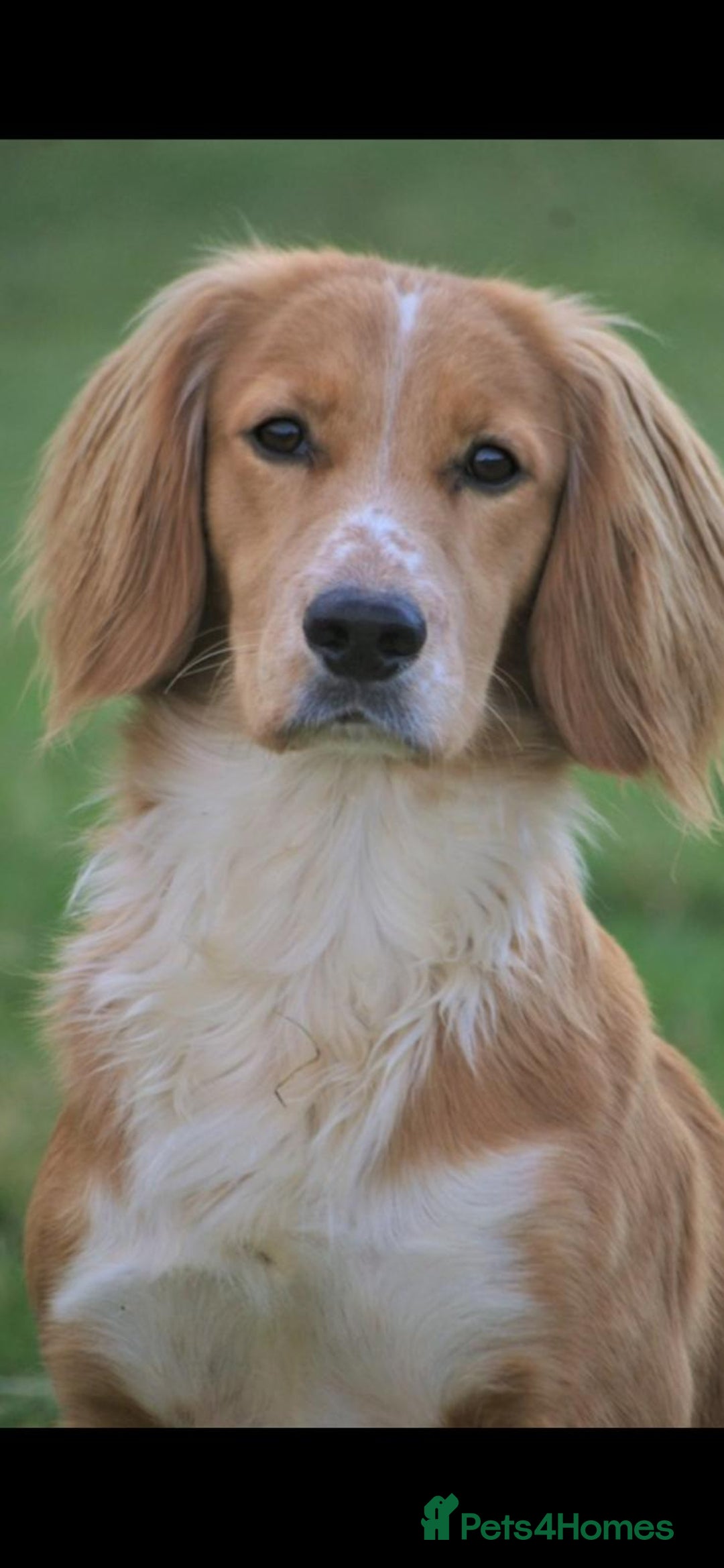 Sprocker dogs for sale:  Sprocker spaniel puppies - Ready Soon ! - Image 24
