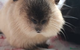 Guinea Pig rodents for sale: Beautiful black cornet and californian boys ready  - Image 2