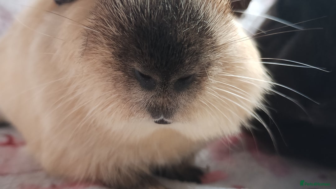 Guinea Pig rodents for sale: Beautiful black cornet and californian boys ready  - Image 2