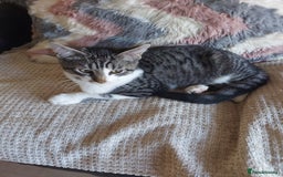 Maine Coon cats for sale: Maine coon x sphynx kittens - Image 9