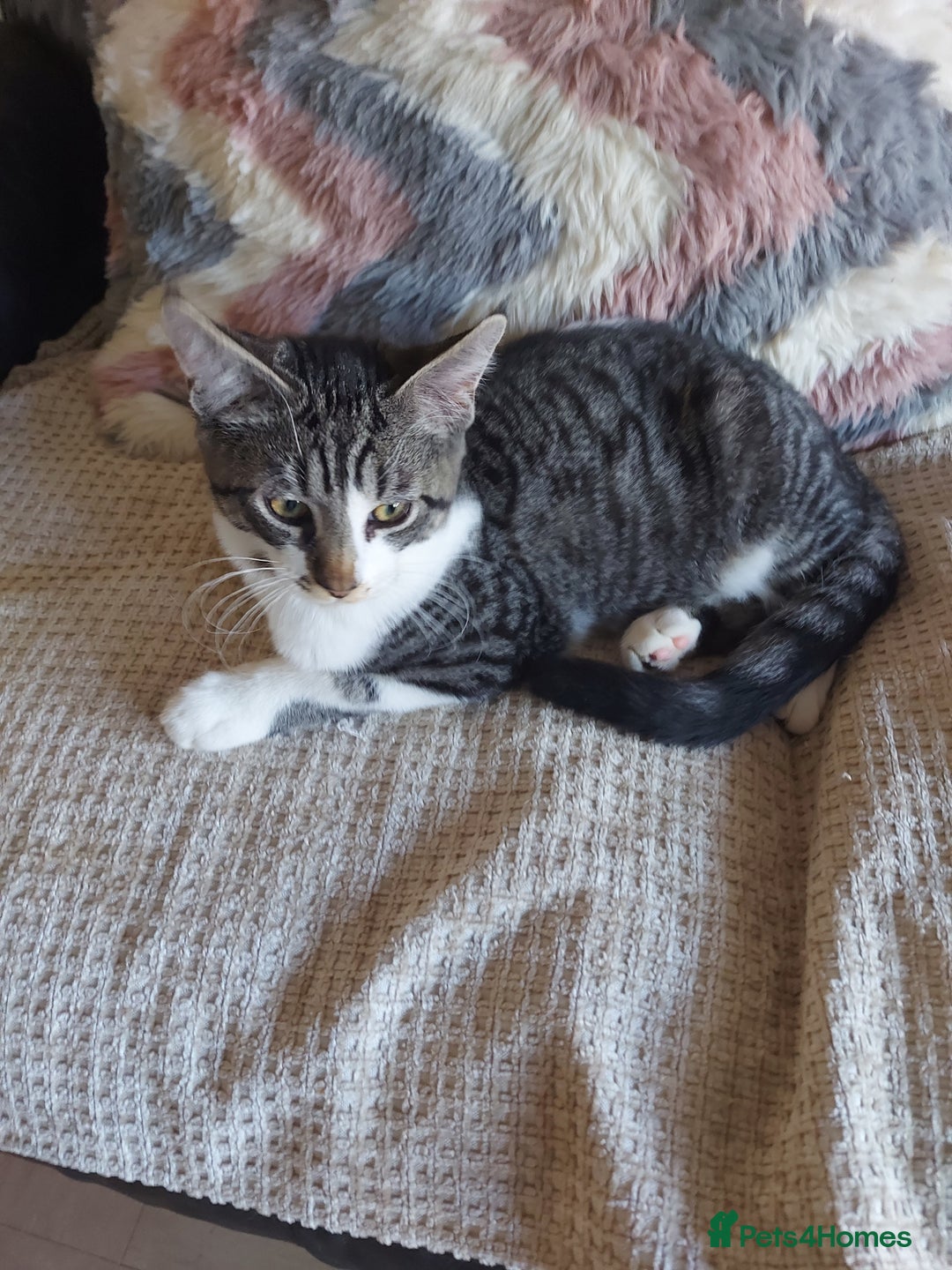 Maine Coon cats for sale: Maine coon x sphynx kittens - Image 9