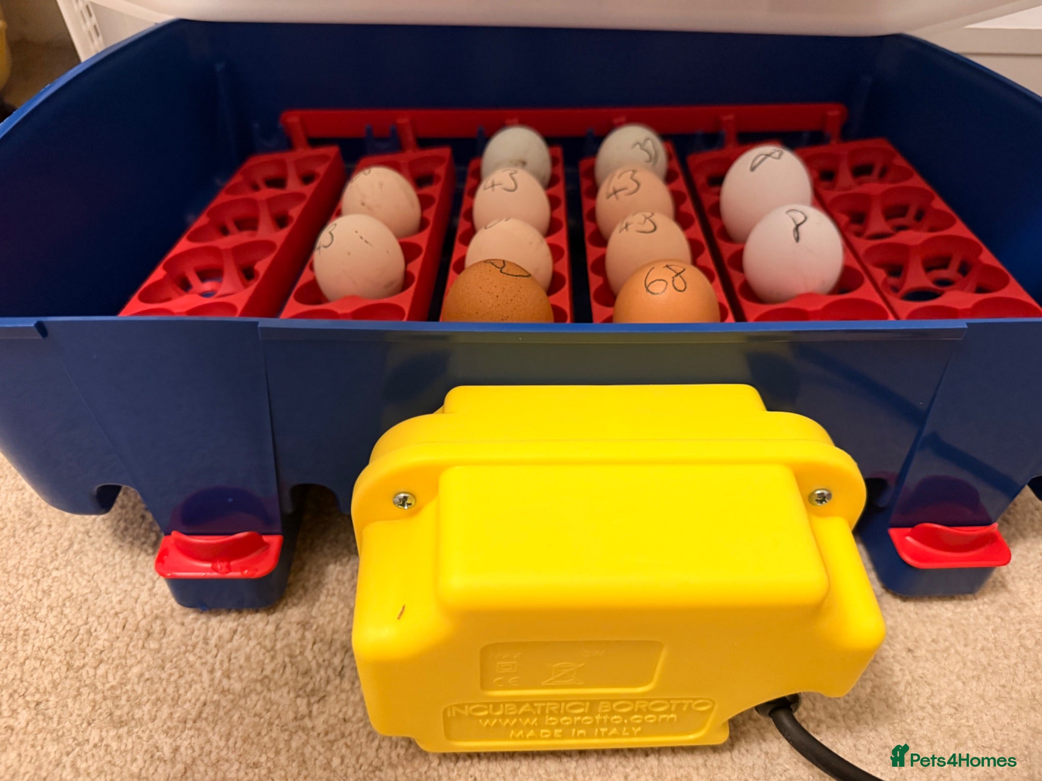 Mixed Breed birds 🐣 [Show-Quality & Healthy Chicks for Sale] - Advert 1