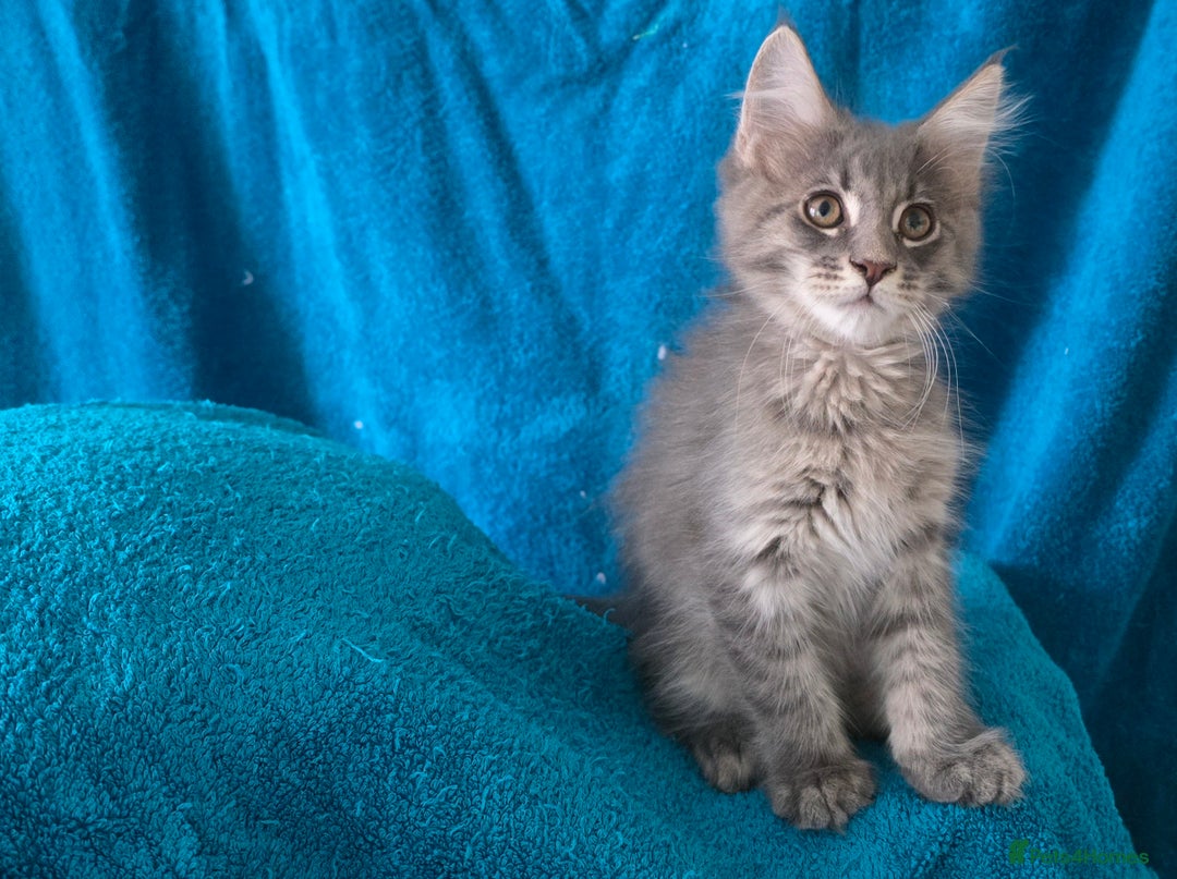 Maine Coon cats for sale: Maine coon kittens ready  - Image 22