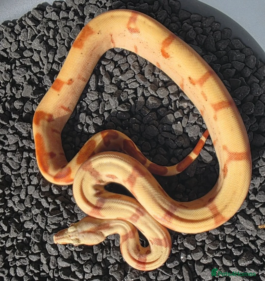 Boa Snake reptiles for sale: Male VPI Sunglow poss super poss het Blood - Advert 4