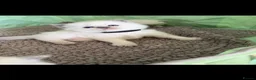 Ragdoll cats for sale: Stunning Champion Bloodline GCCF Kittens - Advert 14