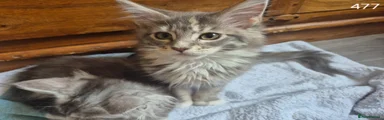 Maine Coon Kitten 6