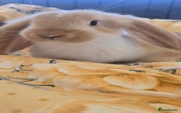 French Lop rabbits for sale: Beautiful French Lop bunnies - Image 4