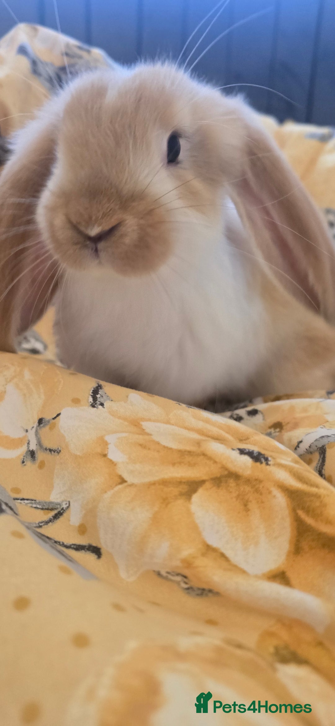 French Lop rabbits for sale: Beautiful French Lop bunnies - Image 4