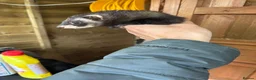 Ferret rodents for sale: Ferrets one male one female  in Helston - Advert 3