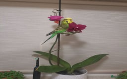 Budgerigars birds for sale: Birds  - Image 6