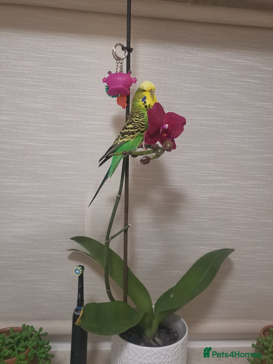 Budgerigars birds for sale: Birds  - Image 6