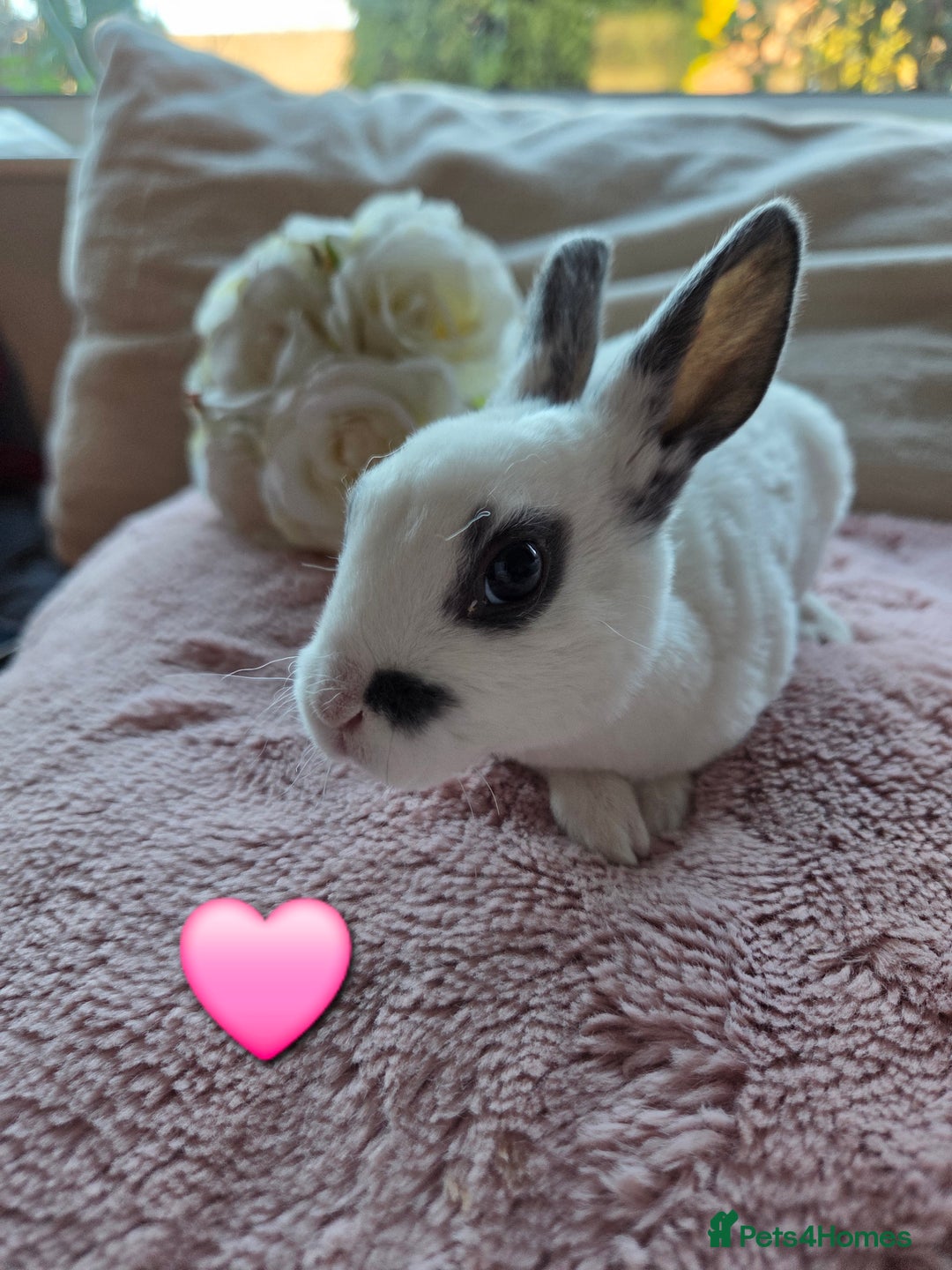 Rex rabbits for sale: 🐰🐰Beautiful baby mini rex 🐰🐰 - Advert 17