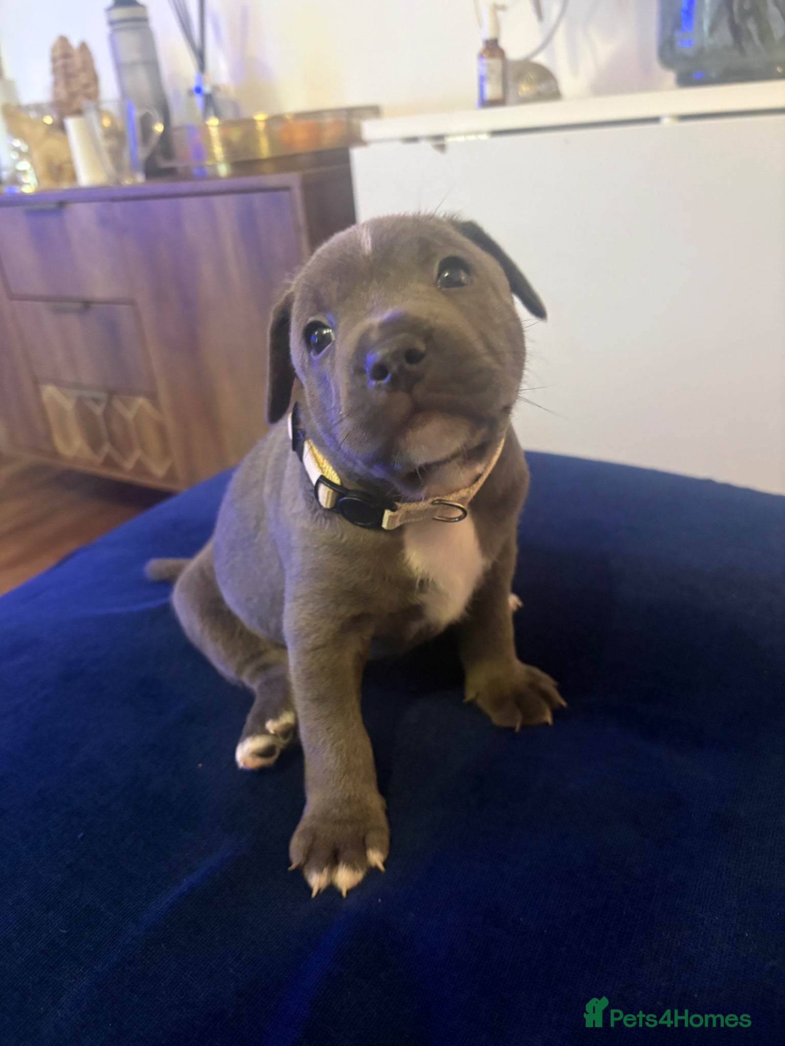 Staffordshire Bull Terrier dogs Blue Staffordshire bull terrier puppy  - Advert 1