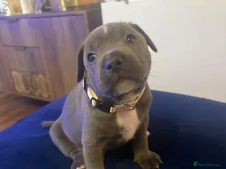 Staffordshire Bull Terrier dogs Blue Staffordshire bull terrier puppy - Advert 2