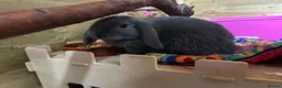 Mini Lop rabbits for sale: X4 mini lop babies - Advert 7
