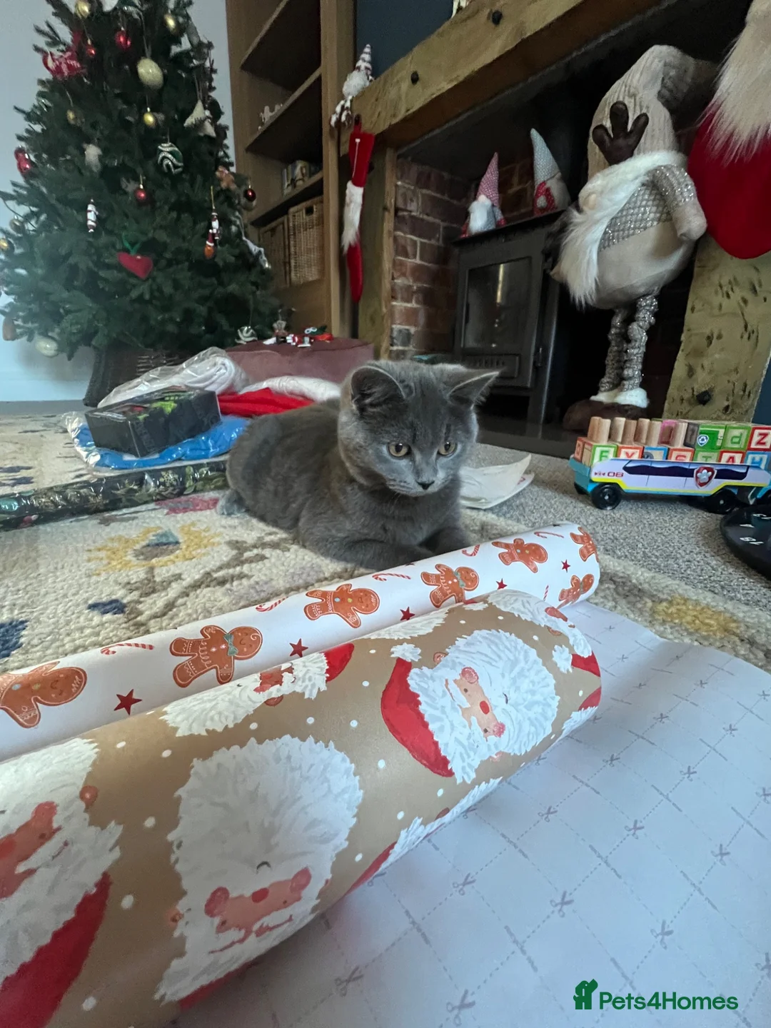 British Shorthair cats for sale: ZEUS British shorthair x Russian blue  - Advert 2