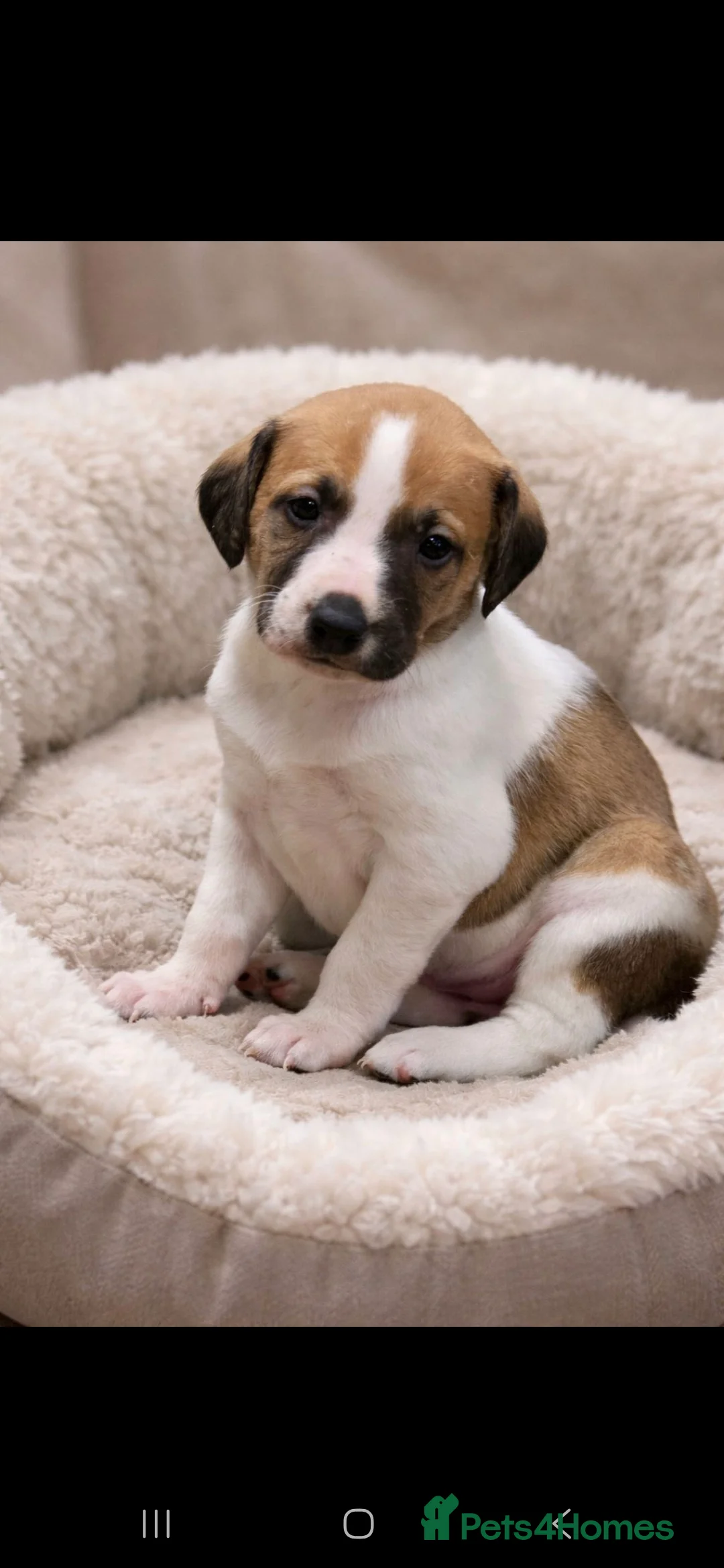 Mixed Breed dogs for sale: Whippet cross lurcher - Advert 9