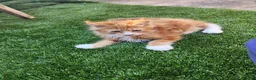 Maine Coon cats for sale: Maine Coon Kittens For Sale  - Advert 20