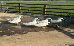 Ducks poultry for sale: Female cherry valley Ducks  - Image 4