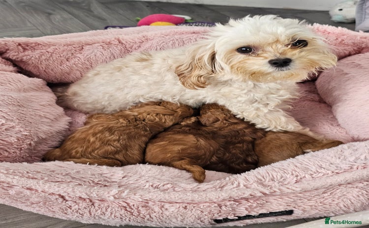 Mixed Breed dogs - Advert 2