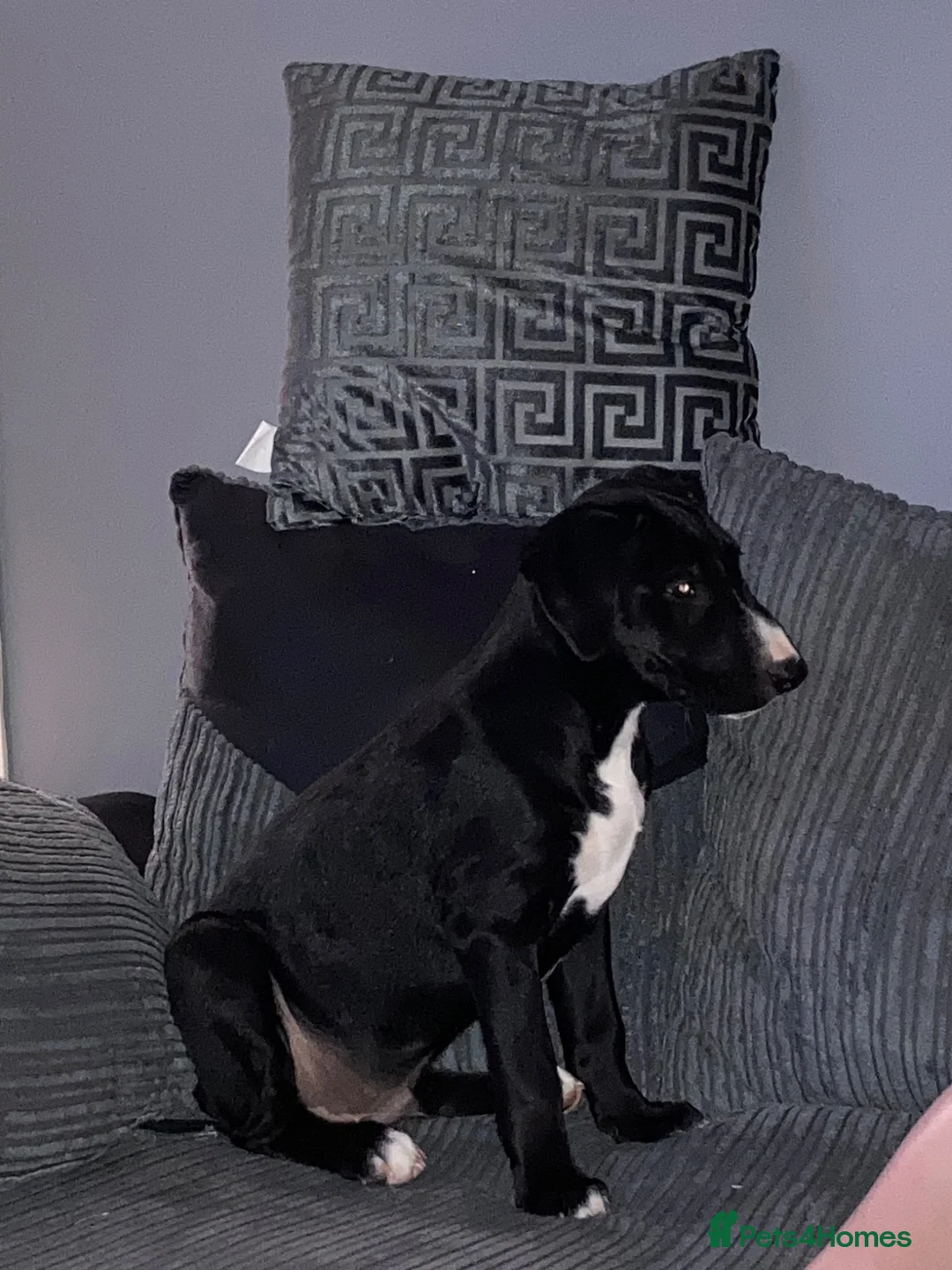 Mixed Breed dogs for sale: Lab x bull terrier - Advert 4
