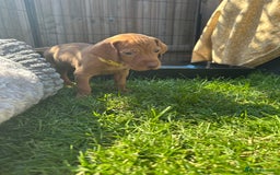 Hungarian Vizsla dogs for sale: Fantastic KC Hungarian Vizsla Puppies! in Rugby - Image 18