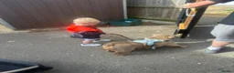 English Bulldog dogs for sale: Dolly and Blake 5years old  - Advert 6
