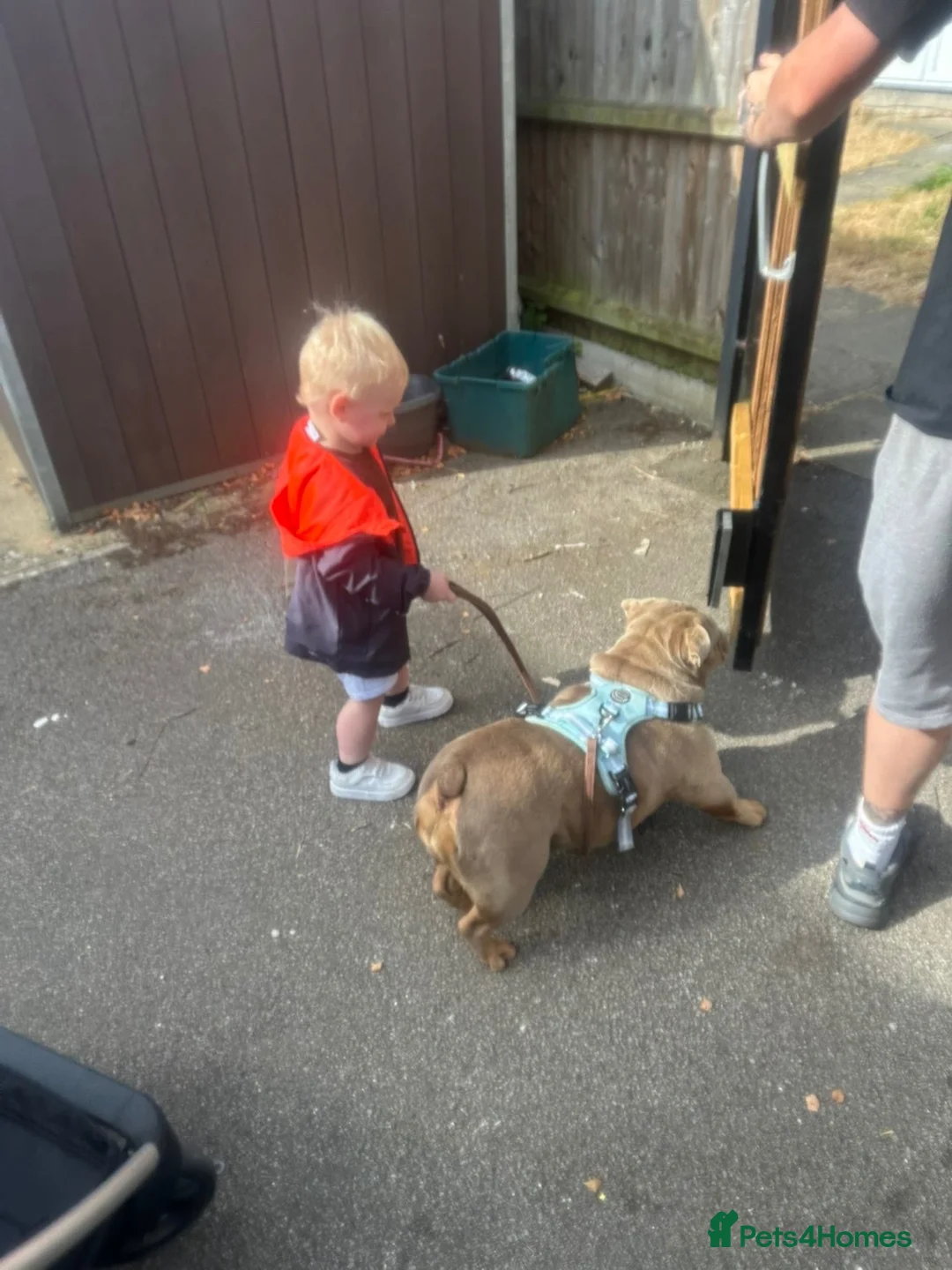 English Bulldog dogs for sale: Dolly and Blake 5years old  - Advert 6