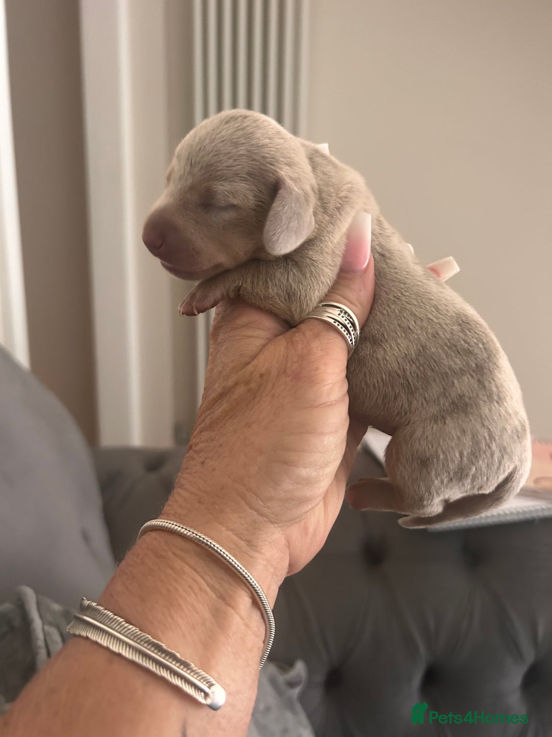 Miniature Dachshund dogs for sale: Tiny chocolate and  dapple puppy’s  - Image 3