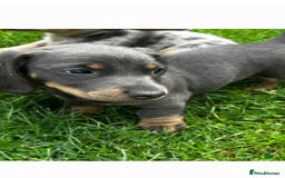 Dachshund dogs for sale: Dachshund puppies  - Image 13