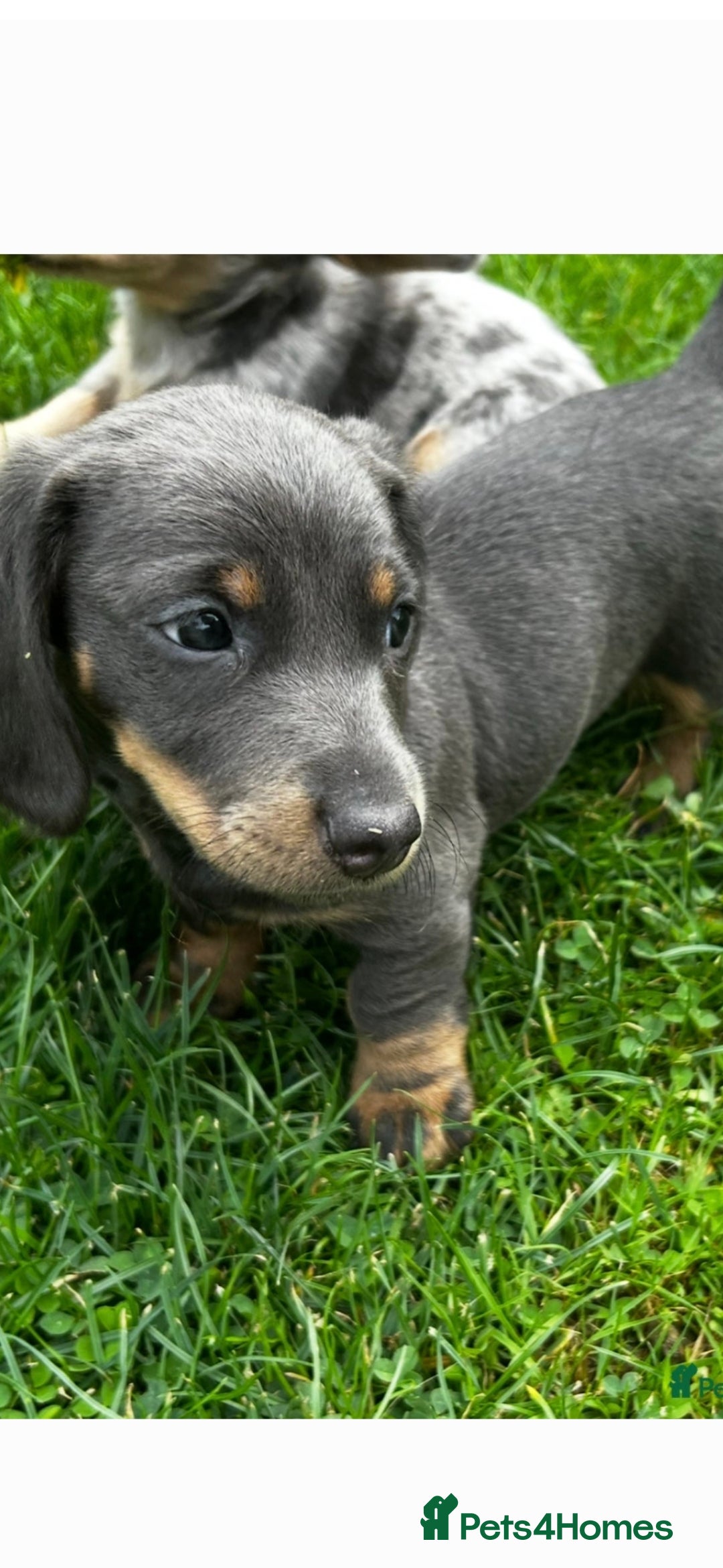 Dachshund dogs for sale: Dachshund puppies  - Image 13