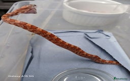 Corn Snake reptiles for sale: Corn Snake Morph Hatchling's  - Image 27
