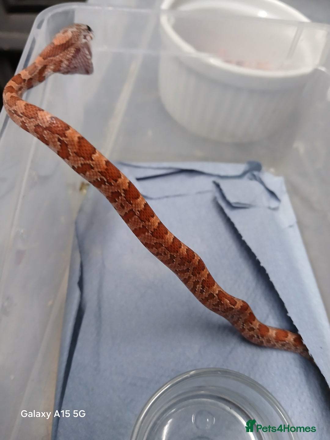 Corn Snake reptiles for sale: Corn Snake Morph Hatchling's  - Image 27