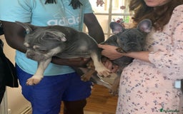 French Bulldog dogs for sale: Bruno  - Advert 5