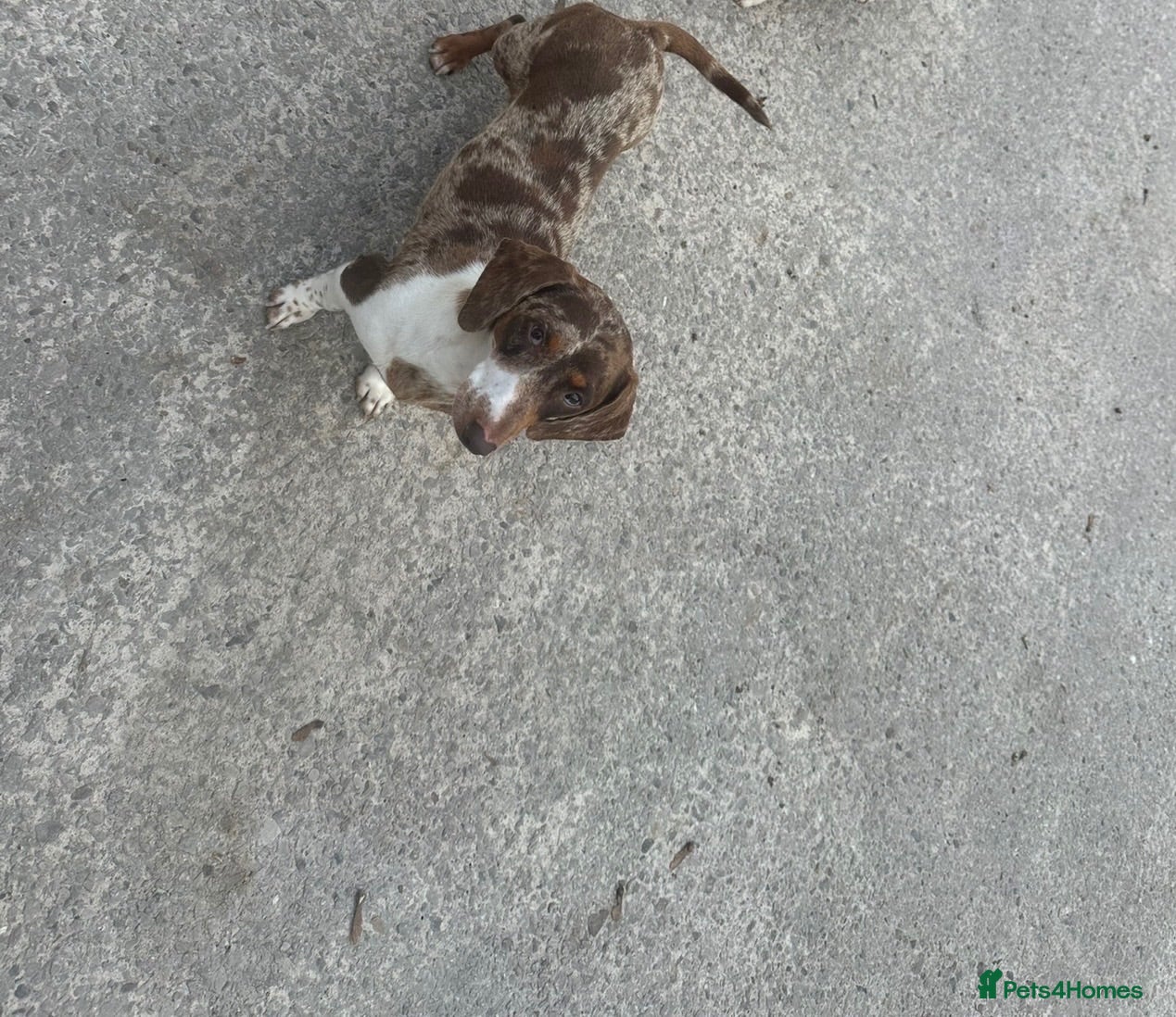 Dachshund dogs Miniature dachshund - Advert 14
