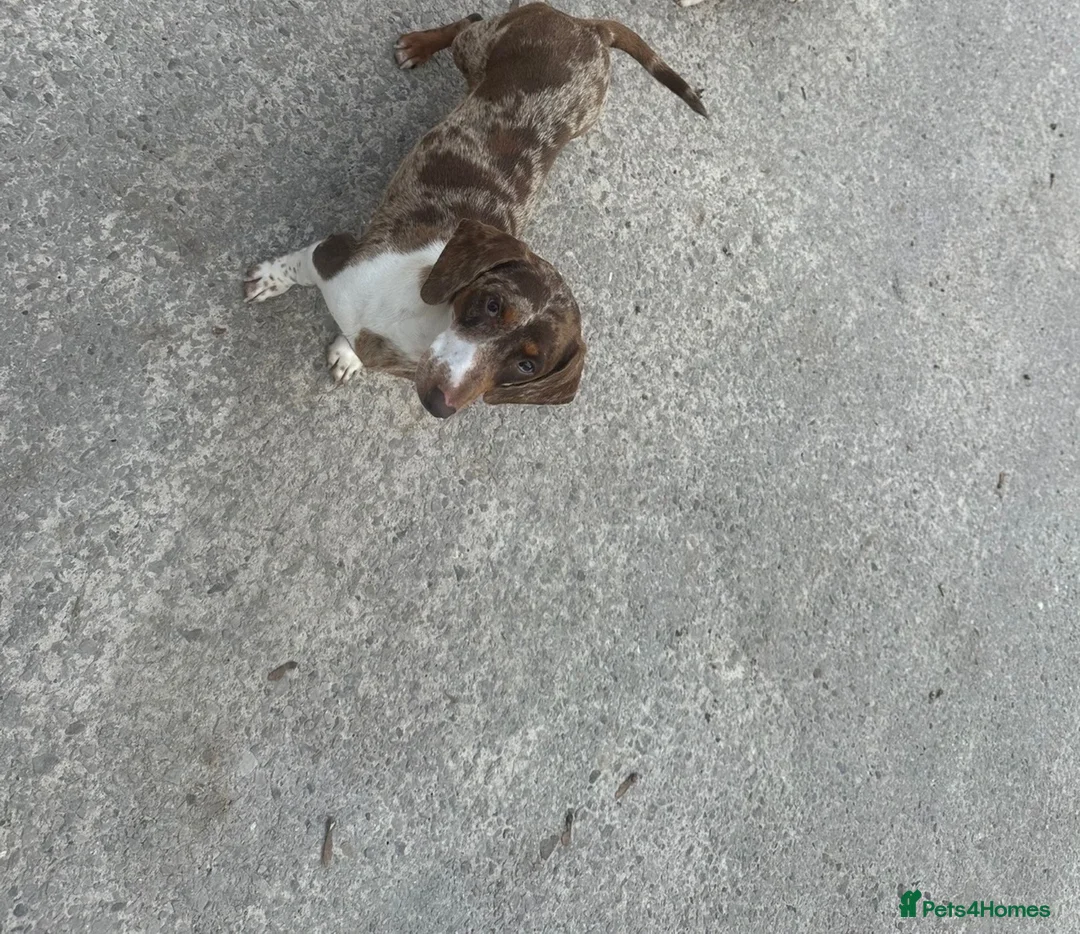 Dachshund dogs for sale: Miniature dachshund - Advert 38