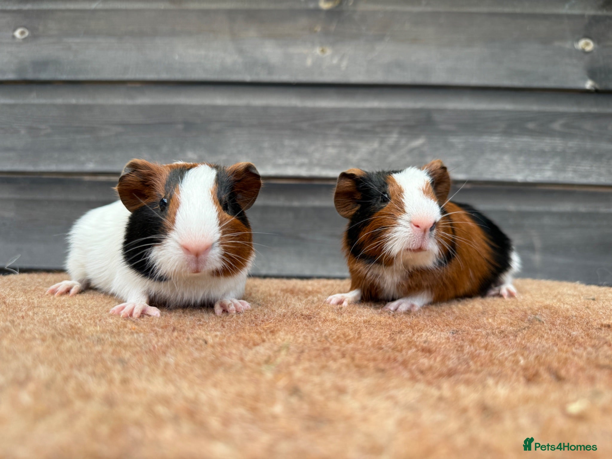 Guinea Pig rodents Various Breeds - Boys - Advert 7