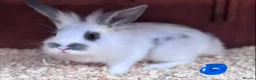 Mixed Breed rabbits for sale: Beautiful Baby Lionhead Bunnies For Sale - Advert 7