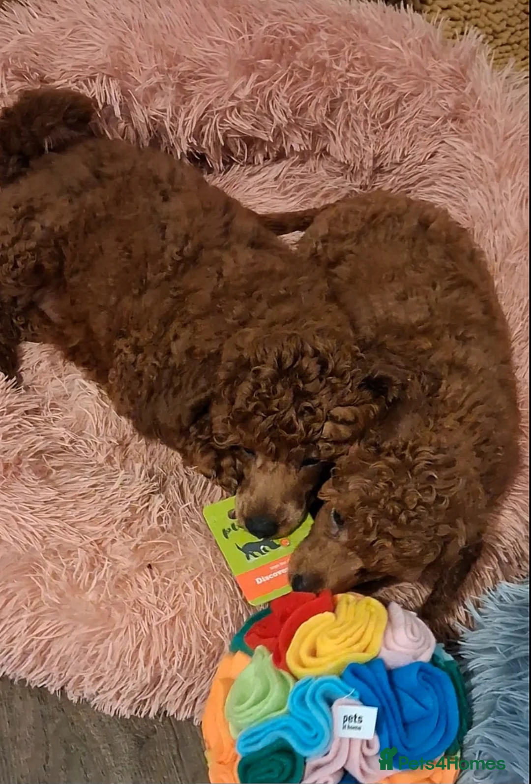 Miniature Poodle dogs for sale: ☆Quality KC Red Mini Poodles DNA Health Tested☆ - Advert 2