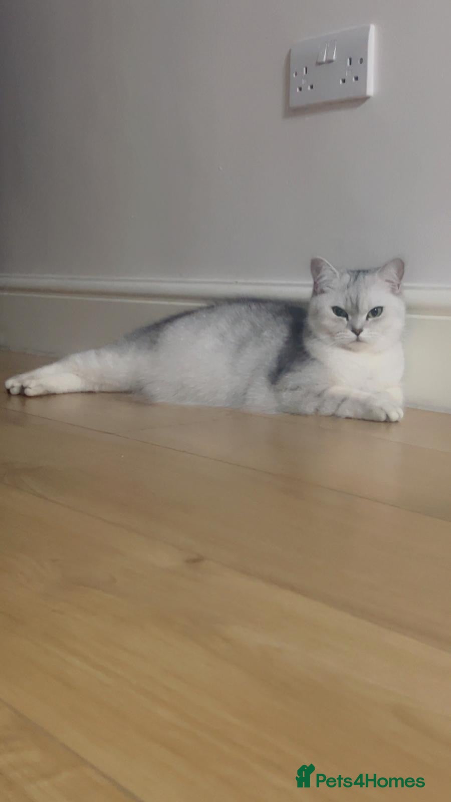British Shorthair cats  Looking for a loving forever home  - Advert 2