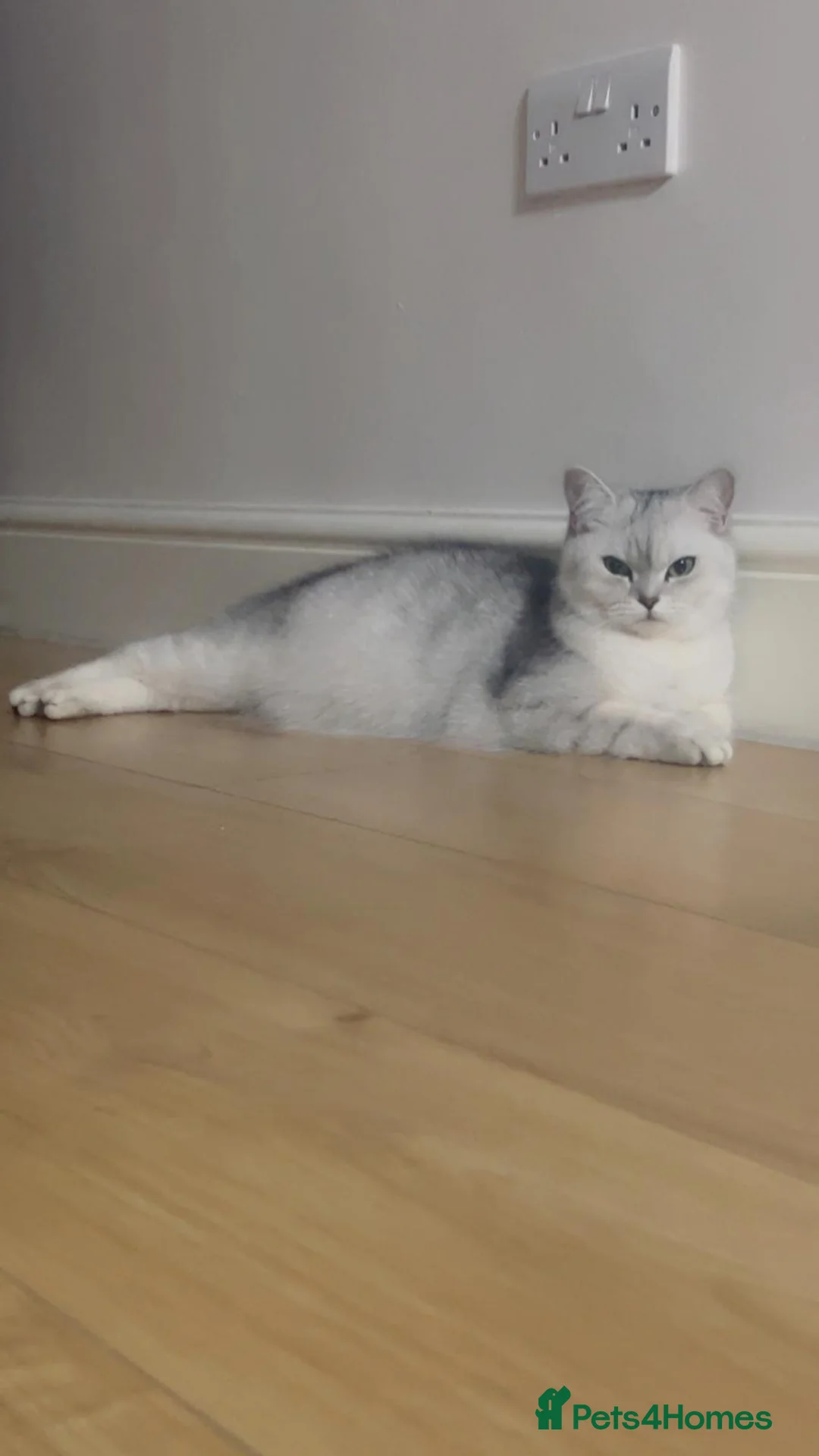 British Shorthair cats for sale:  Looking for a loving forever home  - Advert 1